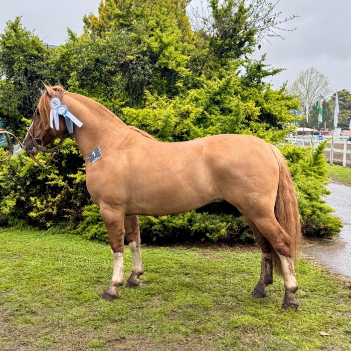 Gran Campeón macho