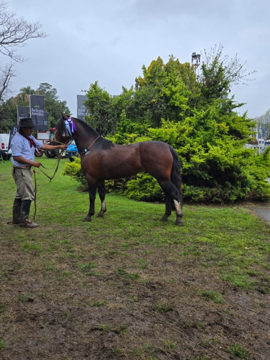 Reservado gran campeón macho