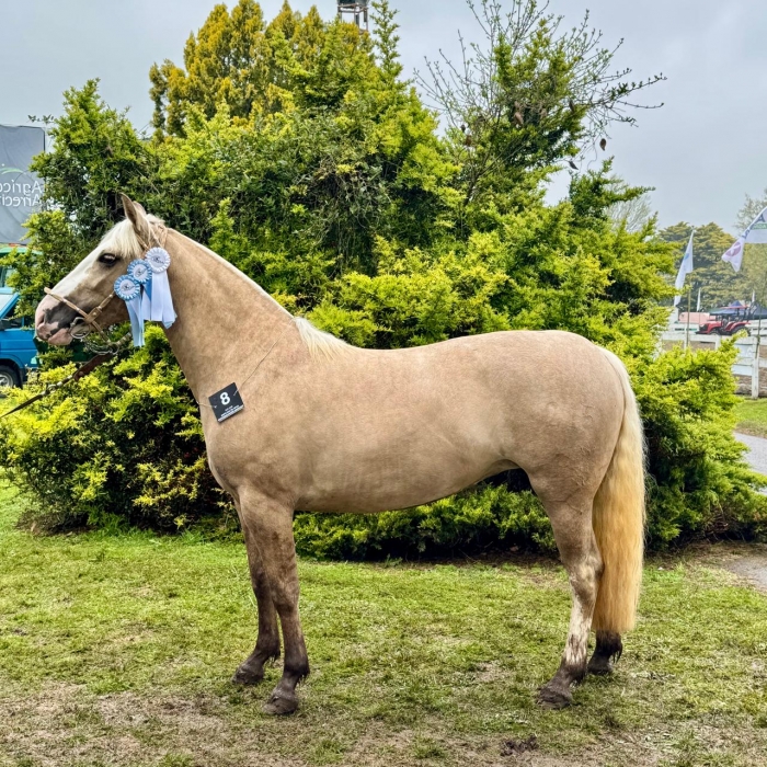 Gran campeón hembra
