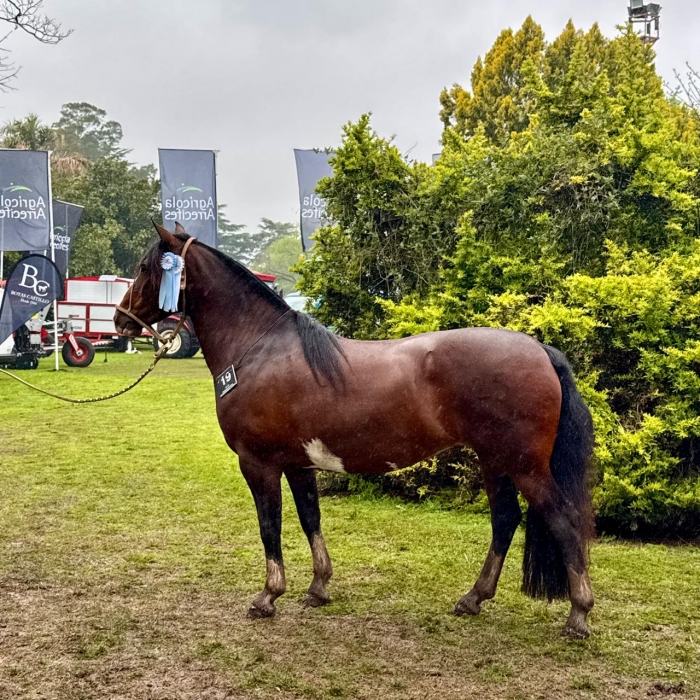 Reservado gran campeón hembra