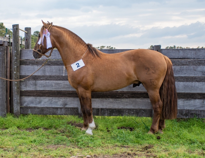 Reservado campeón macho