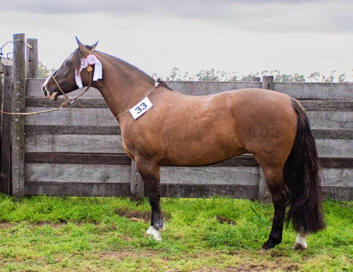Reservado campeón hembra