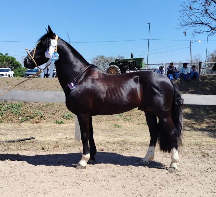 Campeón macho