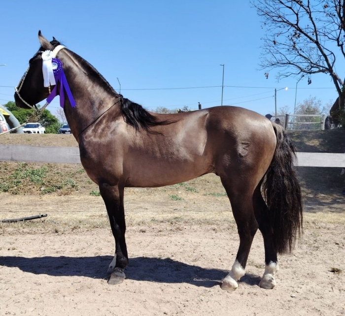 Reservado campeón macho