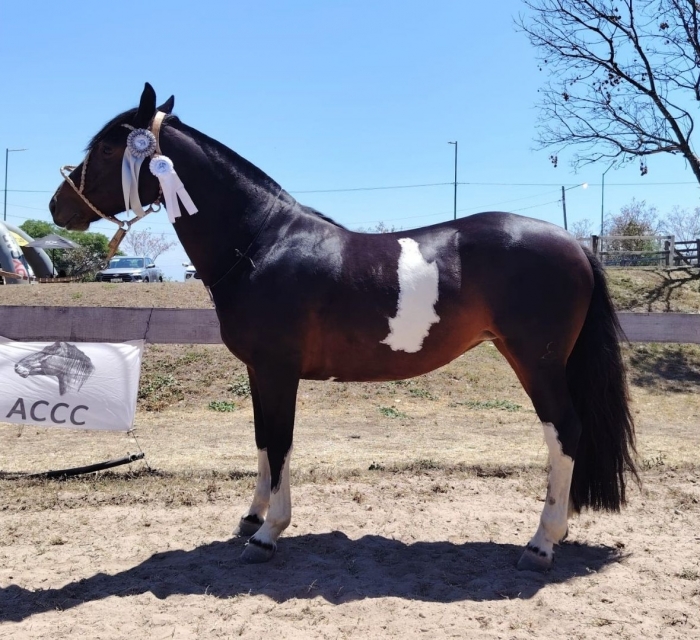 Reservado campeón hembra