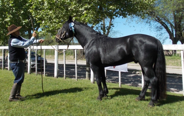 Campeon Macho