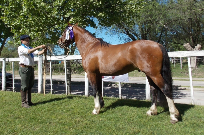 Reservado campeon macho
