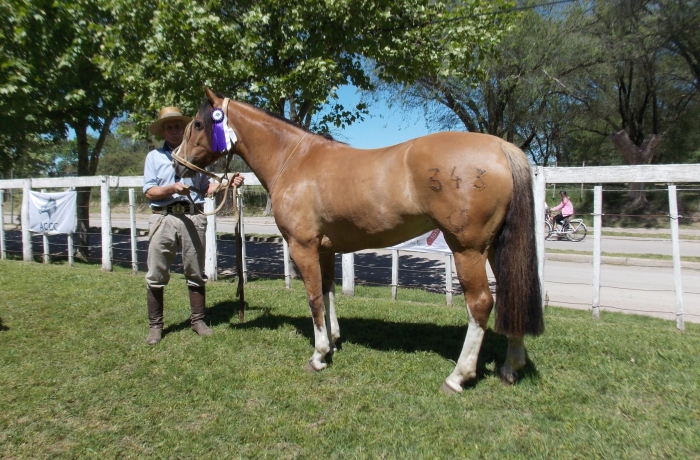Reservado campeon hembra