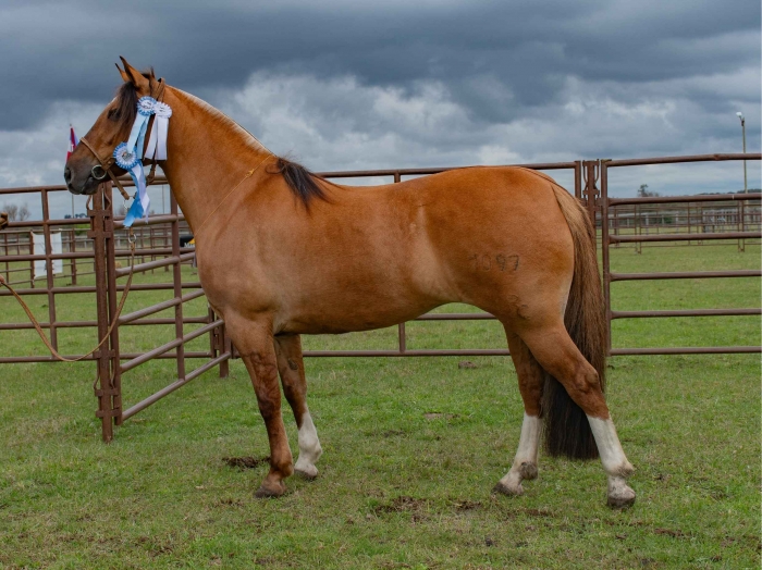 GUAY BALDOMERA