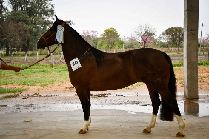  MOROTI LA CARDENAL