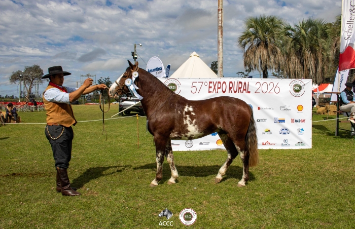 Campeón Macho