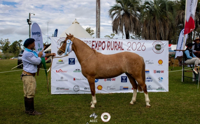 Campeón Potranca