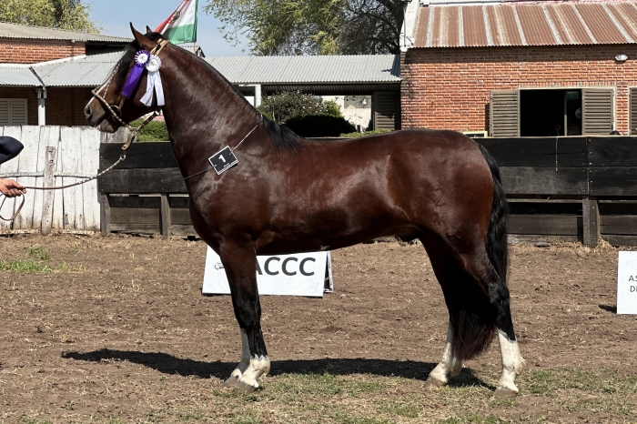 Reservado campeon macho