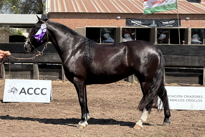 Reservado campeon hembra