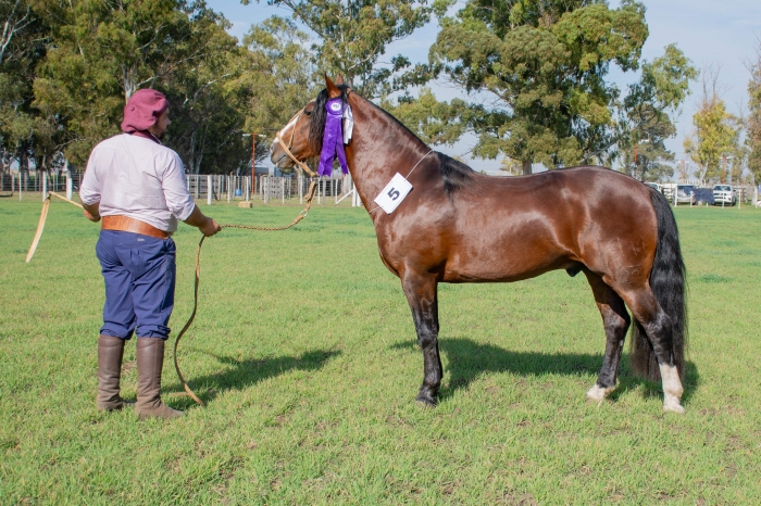 Reservado campeon macho